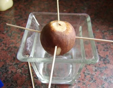 Piantare avocado