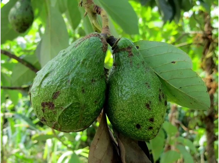 Caratteristiche della pianta di avocado