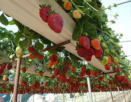 Coltivazione di fragole sospesa