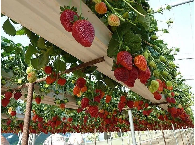 Coltivazione di fragole sospesa