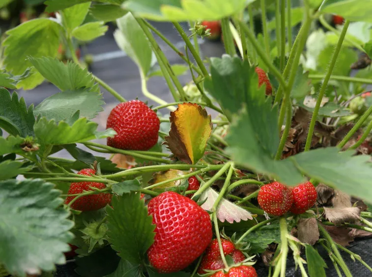 Coltivazione di fragole a terra con nylon