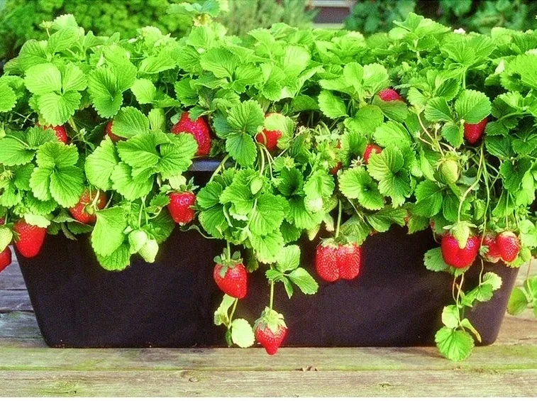 Coltivazione delle fragole in vaso