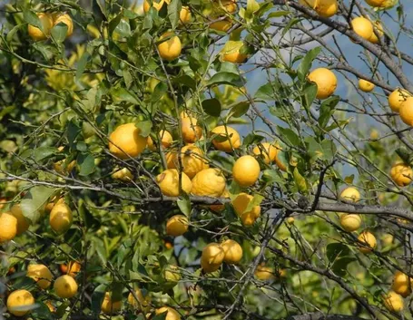 I limoni di Sorrento