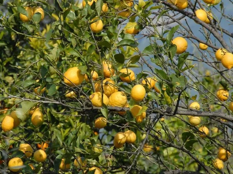 I limoni di Sorrento