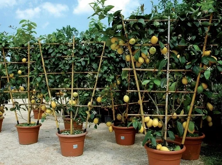 Limoni coltivati in vaso