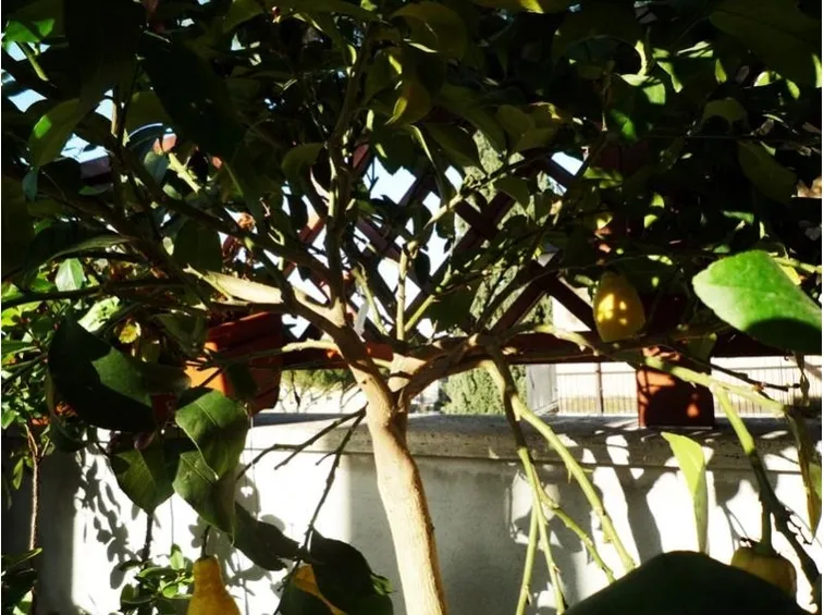 Un limone da potare