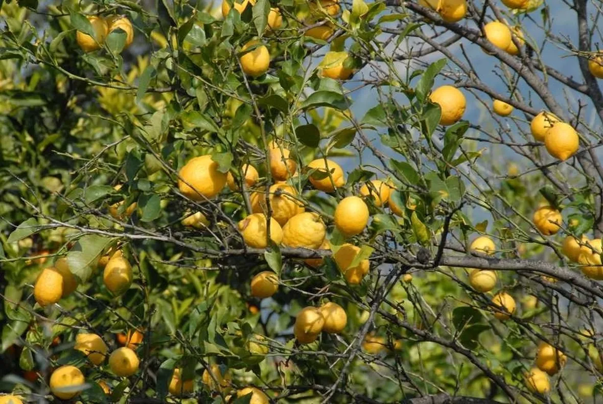 I limoni di Sorrento