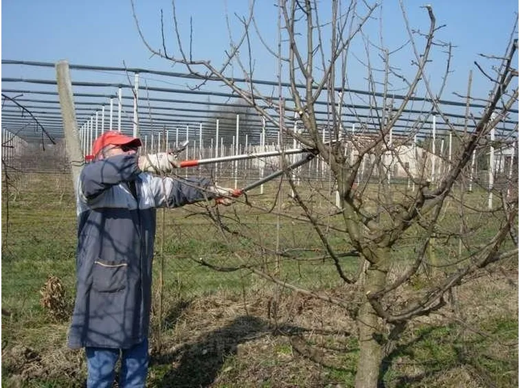 Quando potare gli alberi da frutto