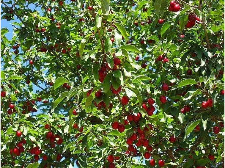 Alberi da frutto