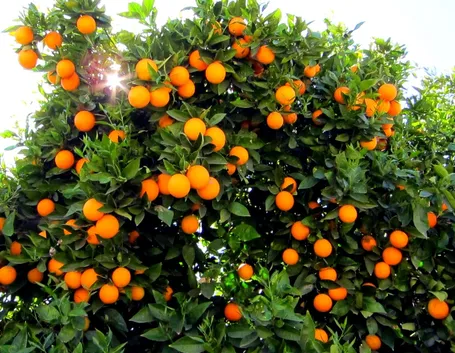 Un albero di arancio