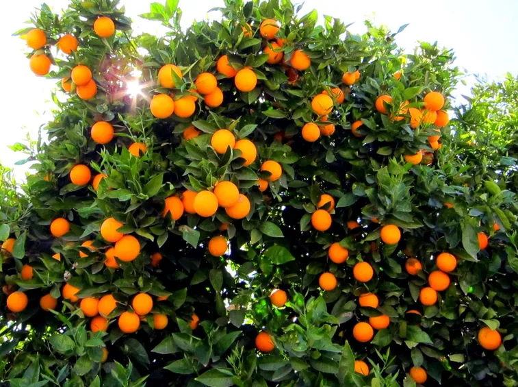 Un albero di arancio