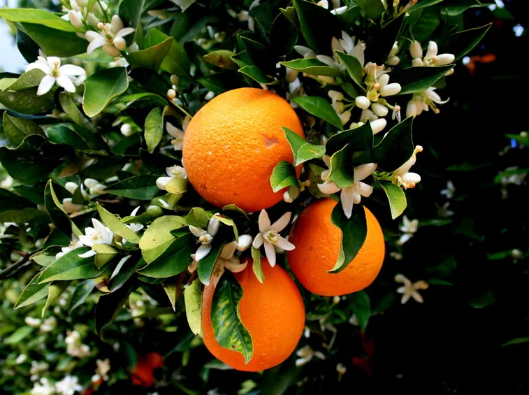Arancio fiorito con frutti