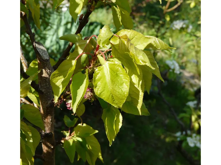 Prunus Armeniaca var. Reale di Imola