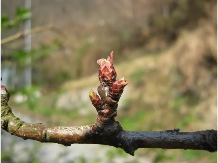 Lamburda di albicocco (Punus Armeniaca)