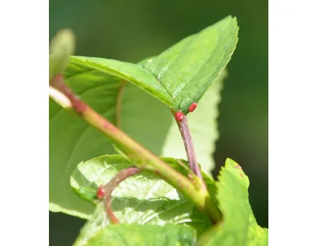 Ghiandola nettarifera del Prunus avium