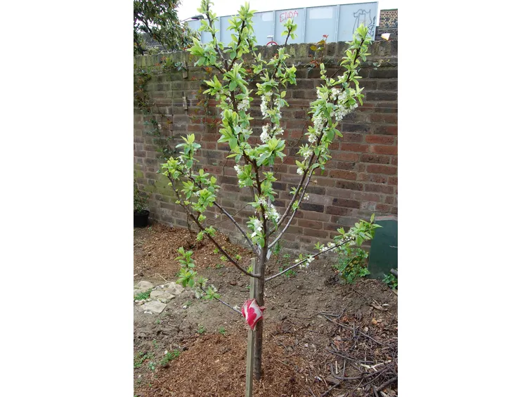 Giovane albero di ciliegio