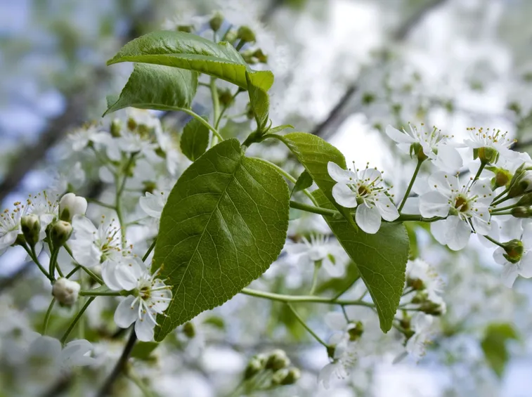 Albero di ciliegio fiorito