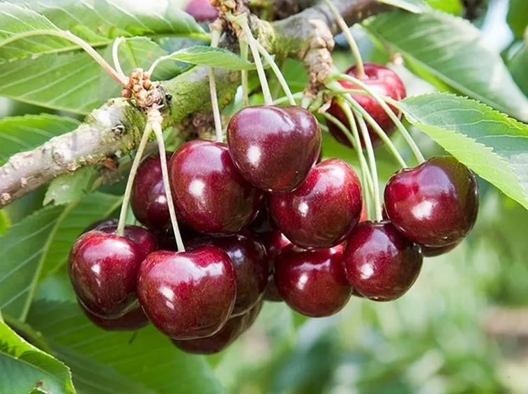 Il frutto del ciliegio