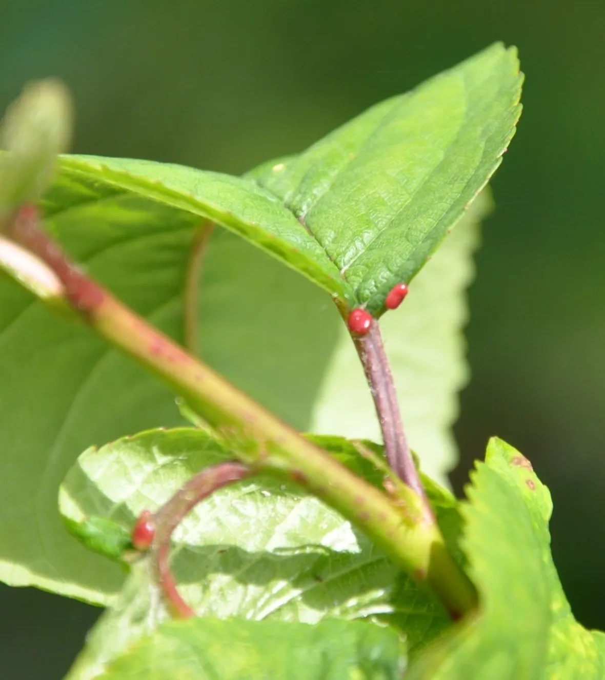 Ghiandola nettarifera del Prunus avium