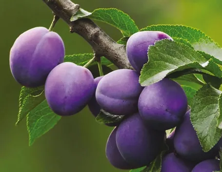 Frutti di Prunus domestica