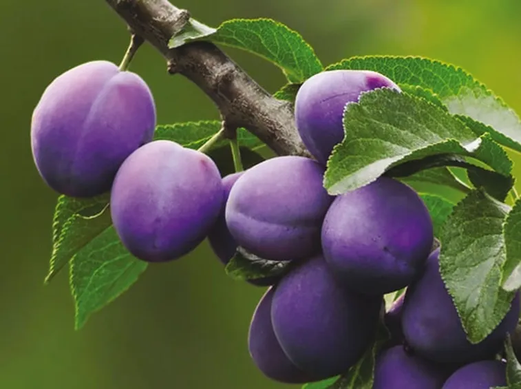 Frutti di Prunus domestica