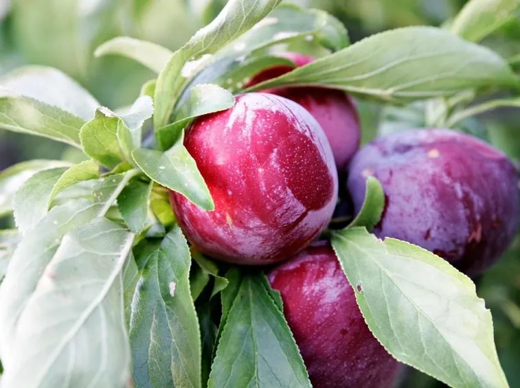 Prunus domestica