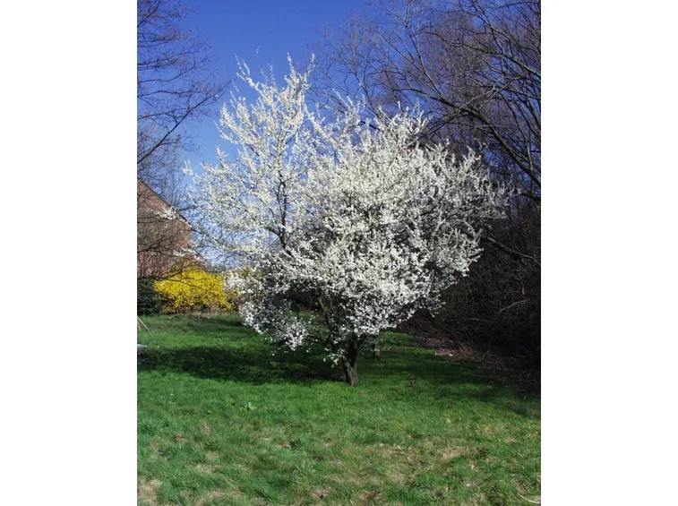 Prunus domestica