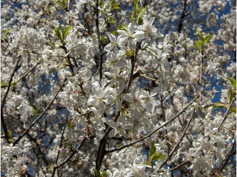 Fiori di Prunus domestica