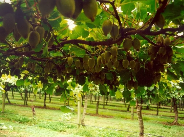 Alberi di kiwi con frutti