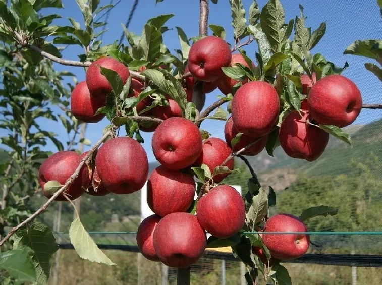 Albero di mele