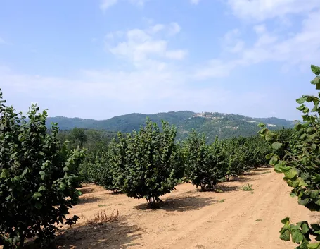 Noccioleto situato in Piemonte, nella zona di Cuneo