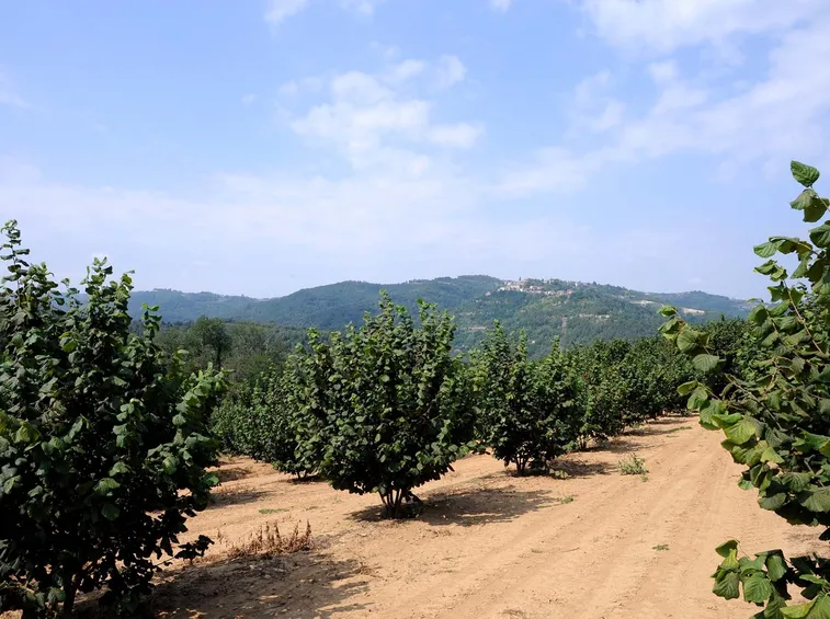 Noccioleto situato in Piemonte, nella zona di Cuneo