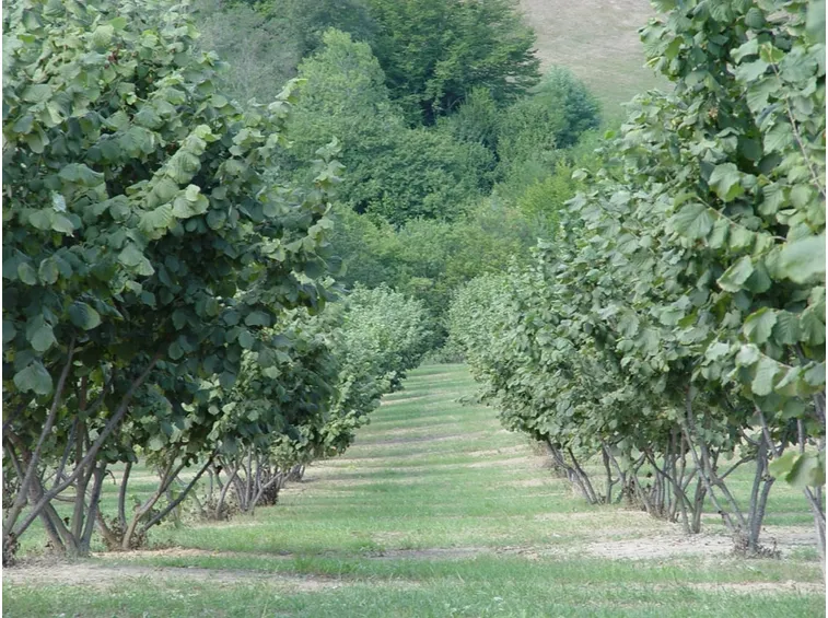 Noccioleto in Piemonte