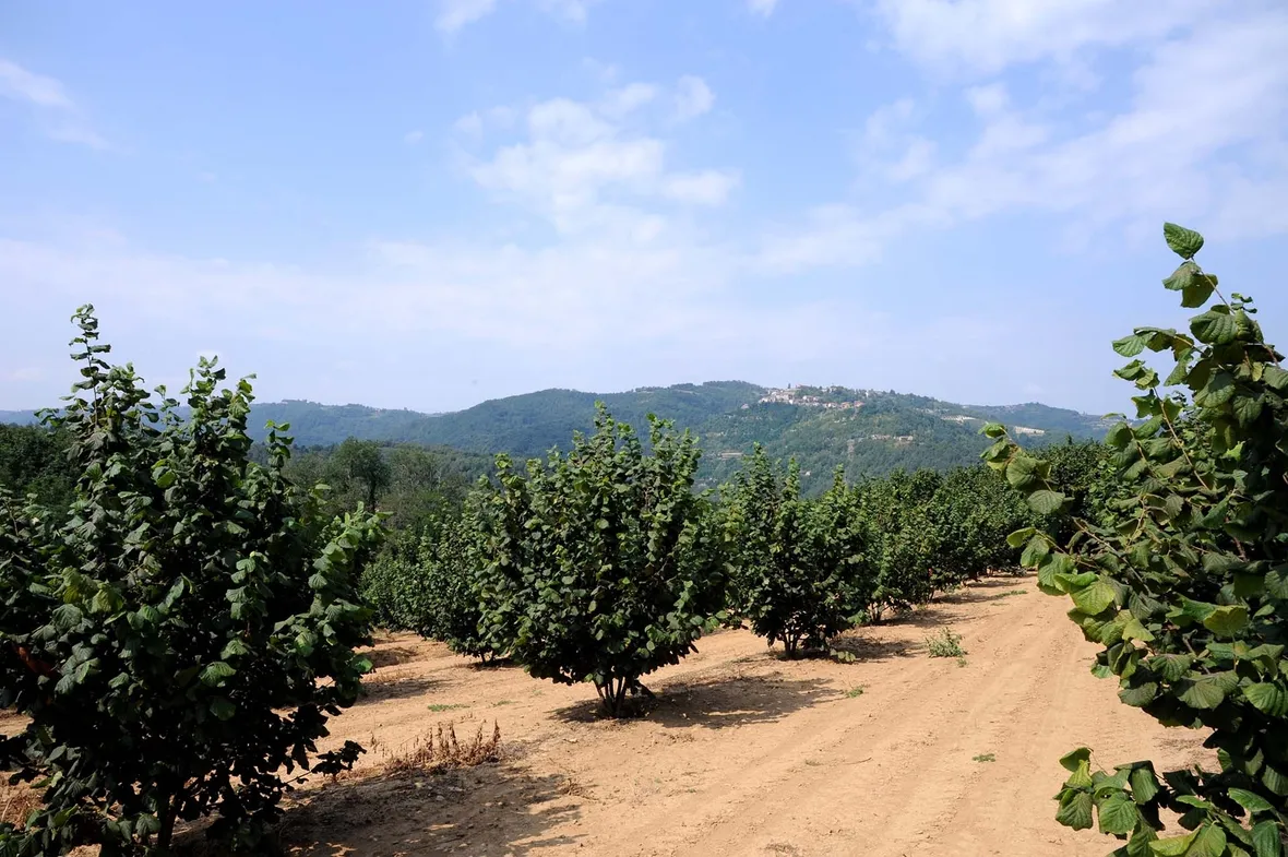 Noccioleto situato in Piemonte, nella zona di Cuneo