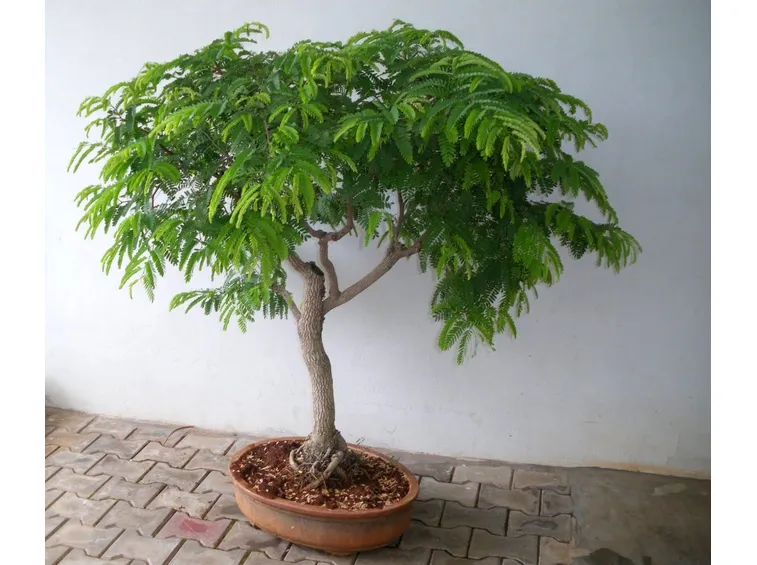 Pianta tamarindo frutto