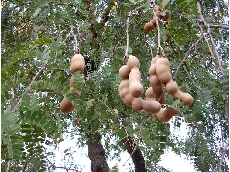 Frutti tamarindo