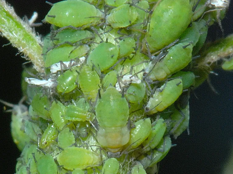 Infestazione afidi piante tropicali