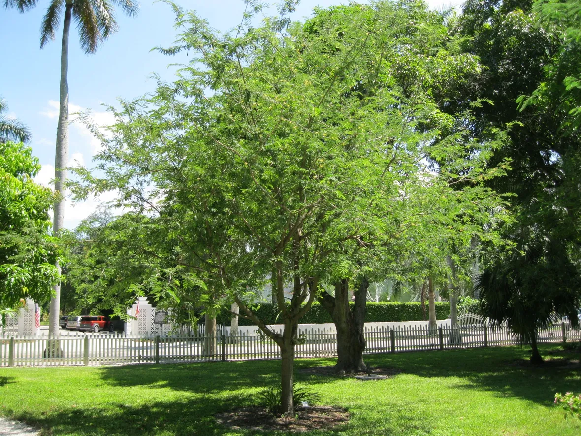Albero tamarindo