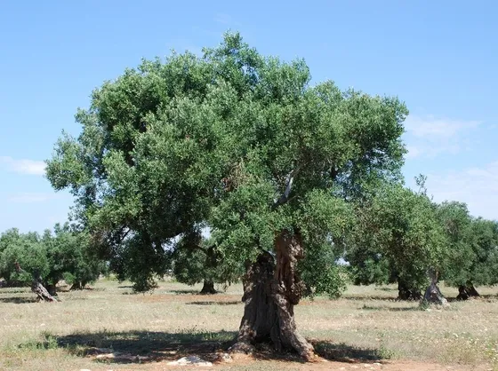 Bellissimo ulivo centenario