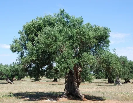 Bellissimo ulivo centenario