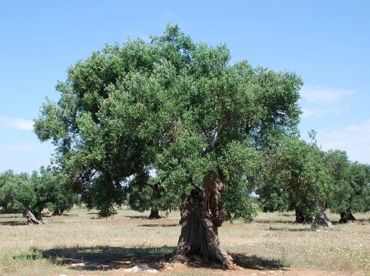 Bellissimo ulivo centenario
