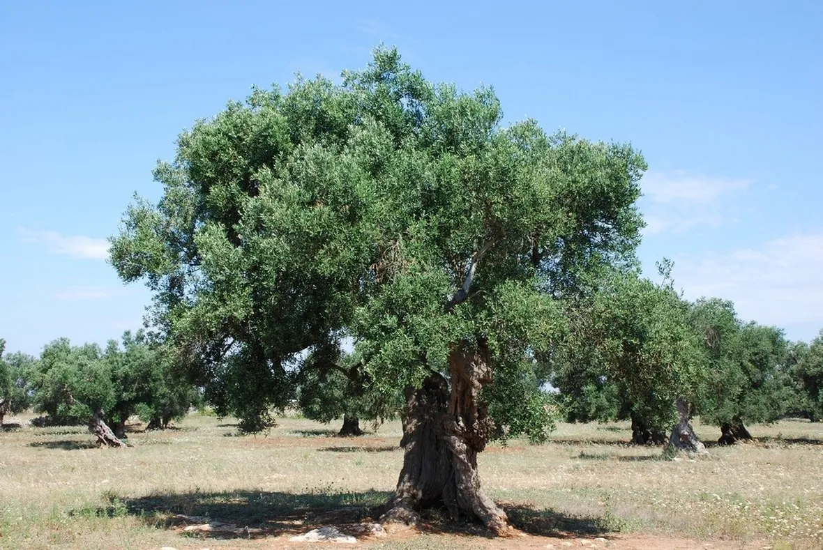 Bellissimo ulivo centenario