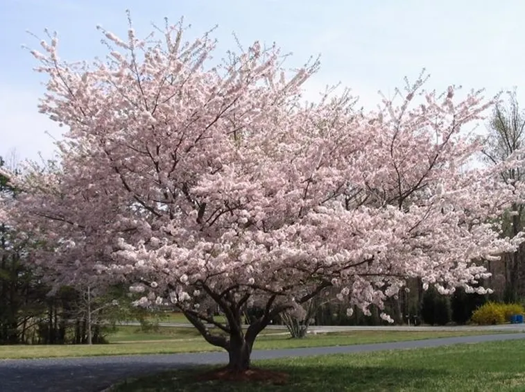 Un bellissimo albero di ciliegio