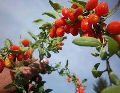 bacchegojibenefici