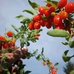 bacchegojibenefici