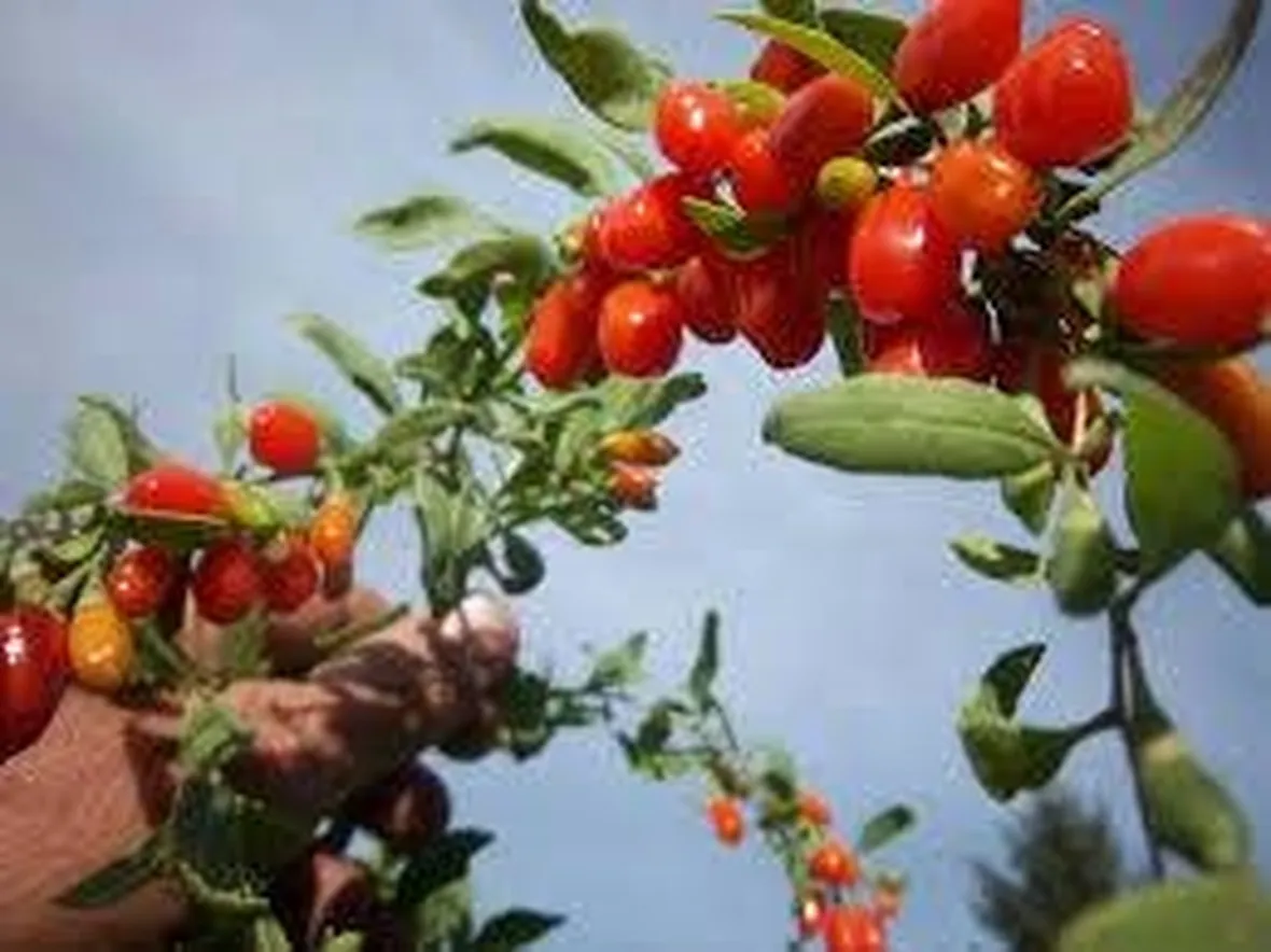 bacchegojibenefici