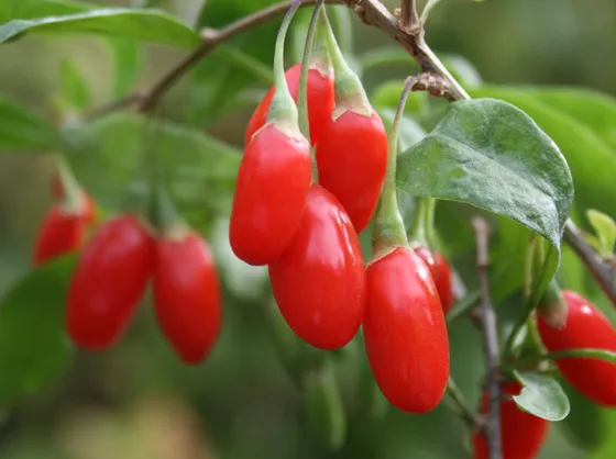 bacche di goji