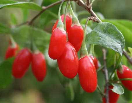 bacche di goji
