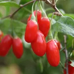 bacche di goji