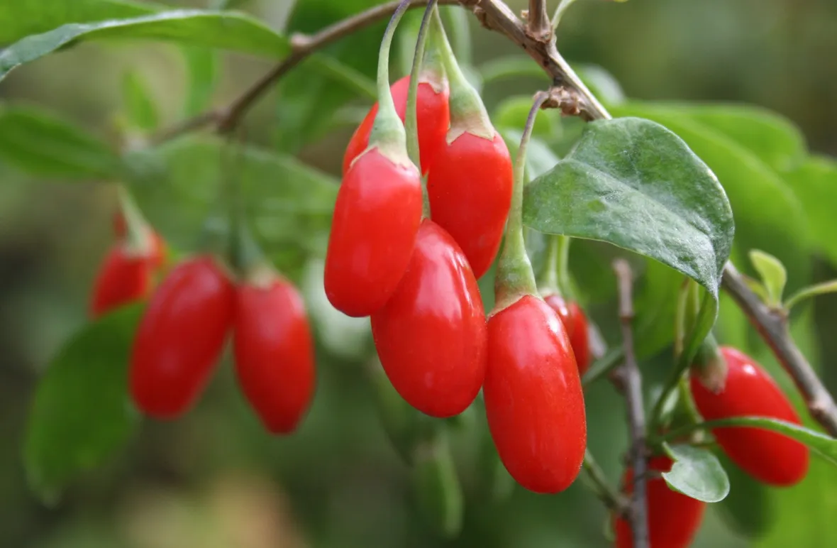 bacche di goji